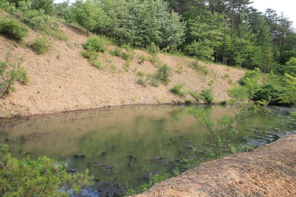 Cost of Pond Erosion Repair in Albany